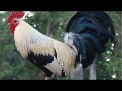 sinyal ng manok